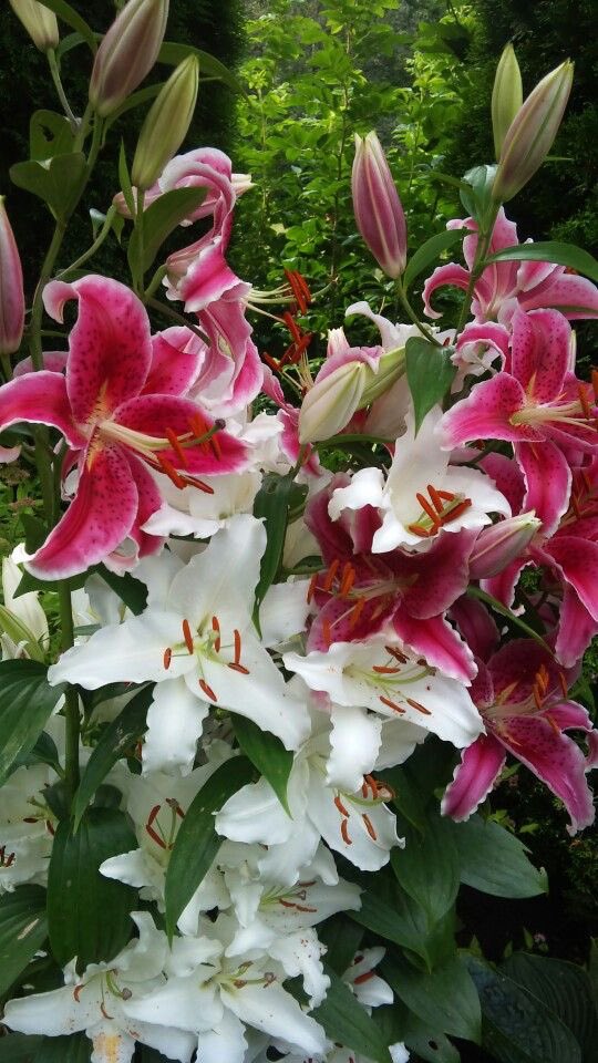i3Moment's tweet image. Lilies