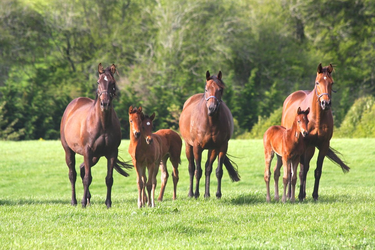 New Zealand Bloodstock tweet media