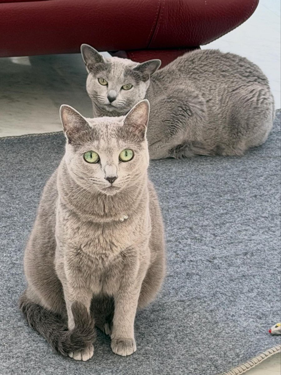 LisaLisa200601's tweet image. おはニャン🐈🐈

#ねこ
#ロシアンブルー
#リサリサとリリー
#ねこのきもち