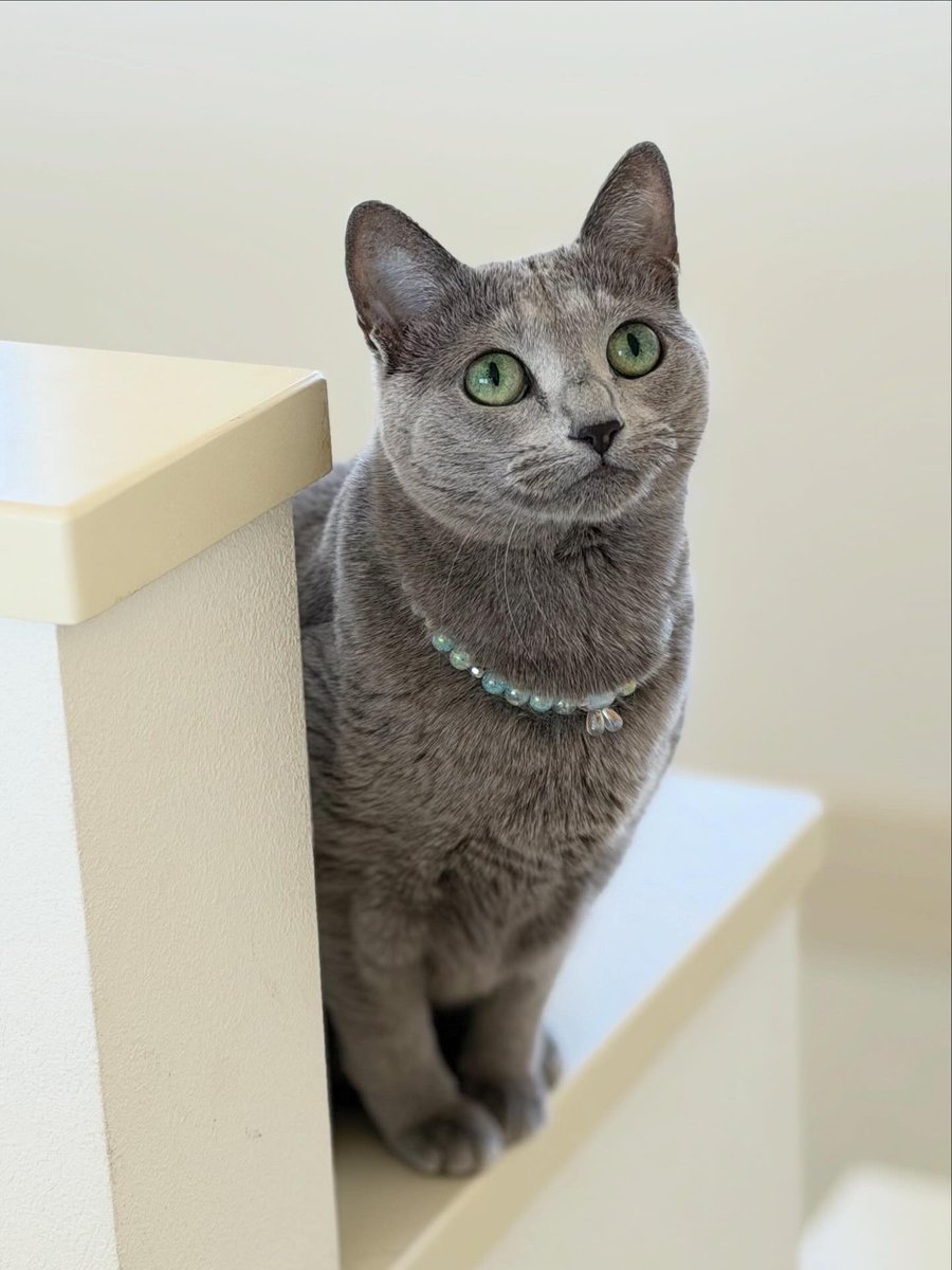 LisaLisa200601's tweet image. おはニャン🐈🐈

#ねこ
#ロシアンブルー
#リサリサとリリー
#ねこのきもち