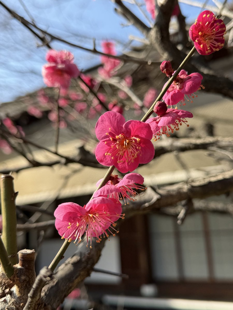 少しずつ春へ、紅と白。 （紅梅は1月末から咲いています） #少しずつ