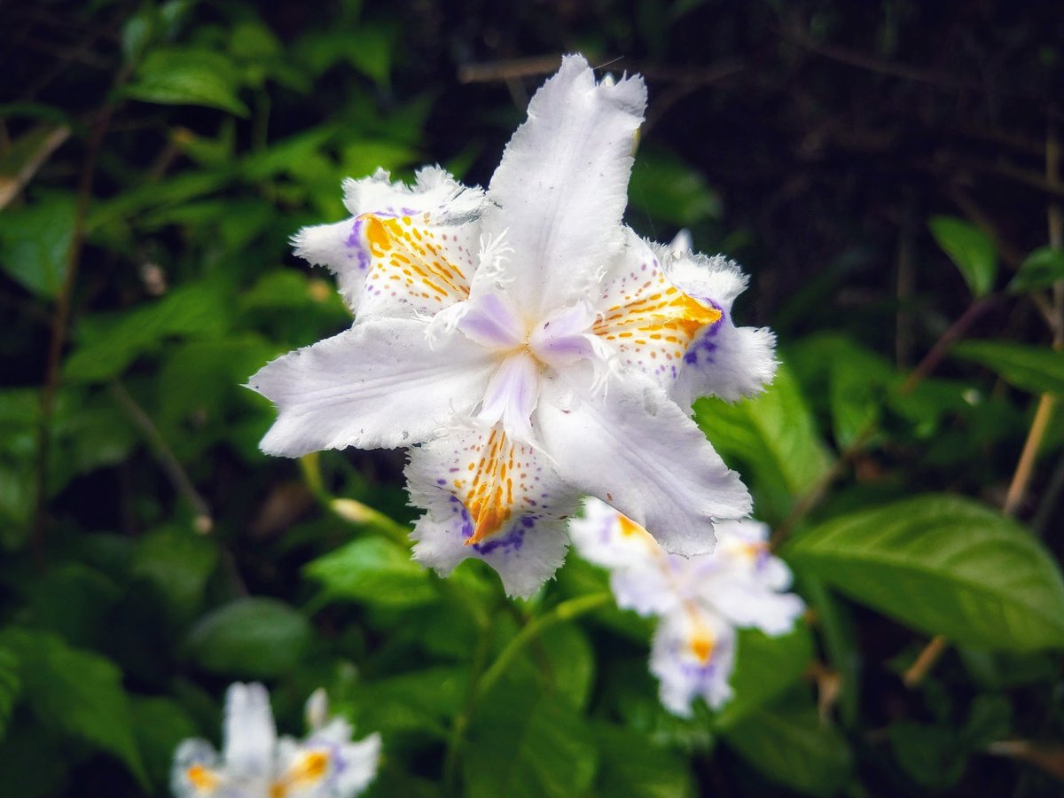 FWLMacZ95u95352's tweet image. #flowers📸🌿 Their purity speaks louder than words ever could. 🤍🌸 #SilentBeauty #PureLight