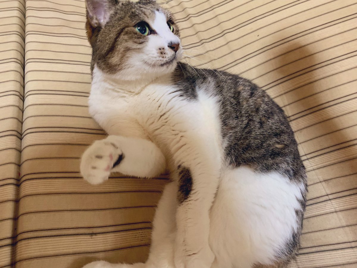 洗濯物を畳もうとしたらもうこれ （撫でまわした） #猫のいる暮らし𓏲𓎨