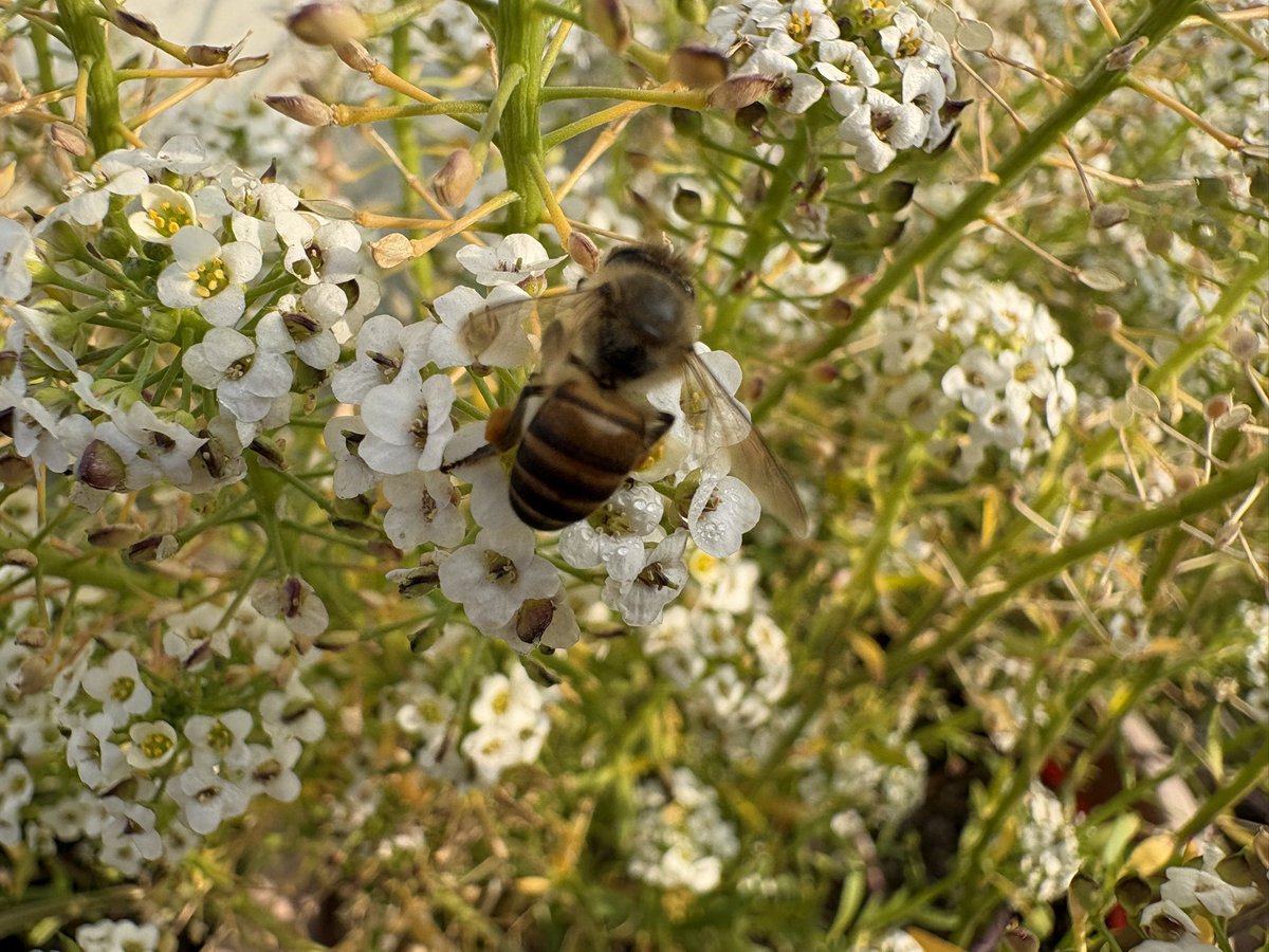 Lavendermist15's tweet image. Happy #insectthursday friends, it certainly feels like spring 🐝💛

#spring #springiscoming #alyssum @DavidMariposa1
