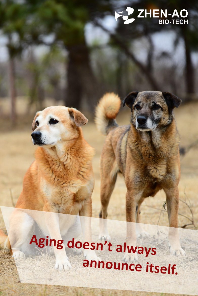 ZhenAoBioTech's tweet photo. Episode 2~ Mid-sized Dogs

They can still run.

They can still play.

That’s why aging in medium-sized dogs is so often missed.

Unlike small breeds that get protected early, or large breeds that raise early alarms, medium-sized dogs appear “stable” — until one day, they’re not.

Aging doesn’t always arrive loudly.
Sometimes, it hides in plain sight.

Understanding aging early is not about fear —
it’s about respect. 🐾
#HealthyAging #CompanionAnimals #AgingBiology