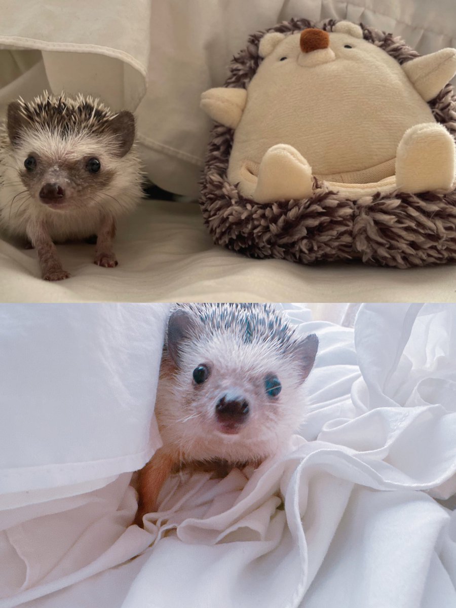 MimiMuui's tweet image. 昨日の夜中にお空にいってしまった
4年半2回も一緒に引っ越して
ずっと一緒だったなあ