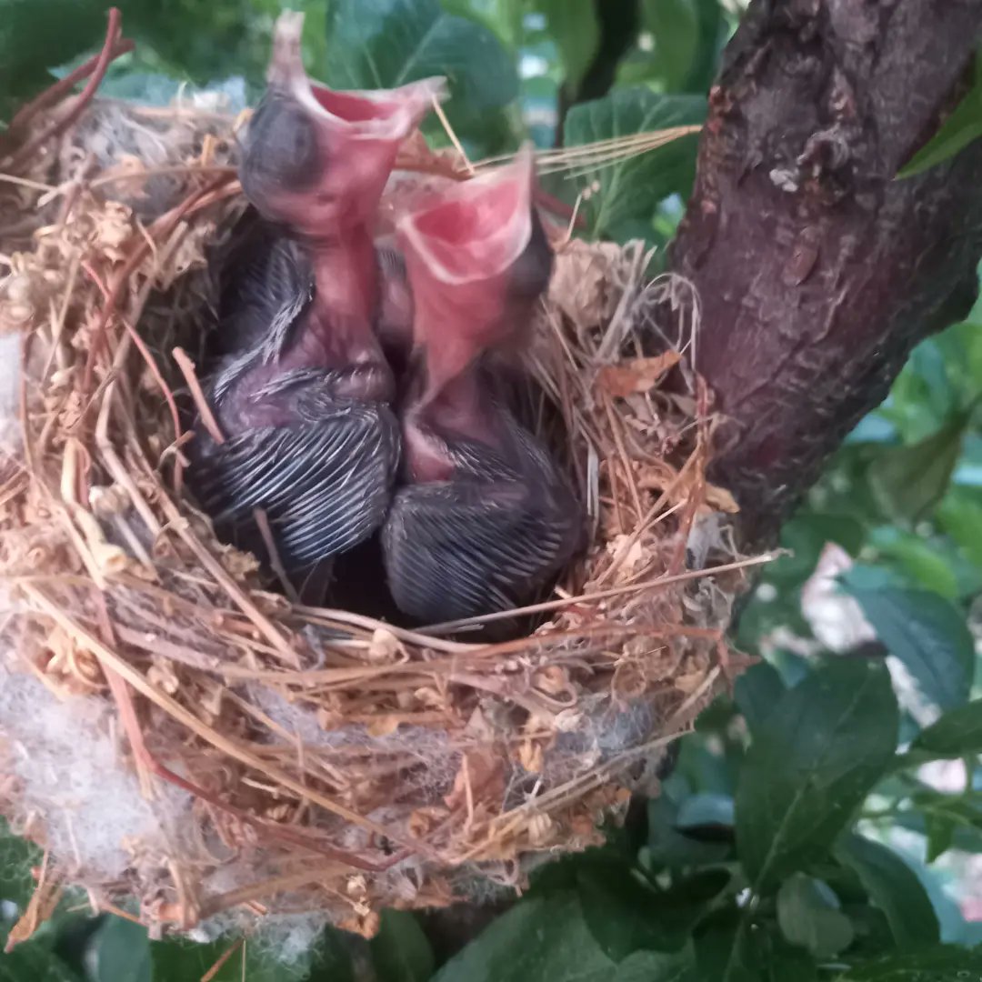 We want to grow twice as big, when we grow up. Check out bird nest and beautiful chicks