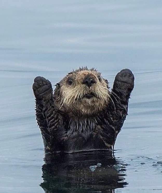 jack Wolfe as otters (@jackwolfotters) on Twitter photo 