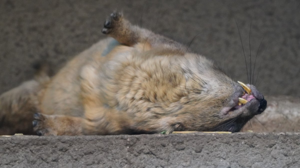 Bull.Falcon (@FalconBull) / Posts / X