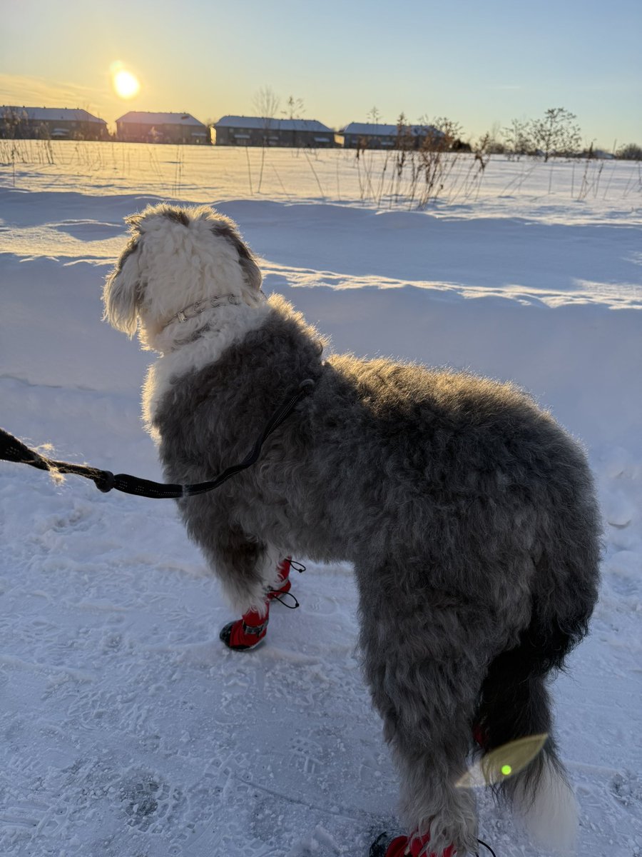 I really tried to not look. Not once 👀🐶🐾🐾😂 I must have been amazed with the lovely sunset 🤩
#oes 
#WontLookWednesday