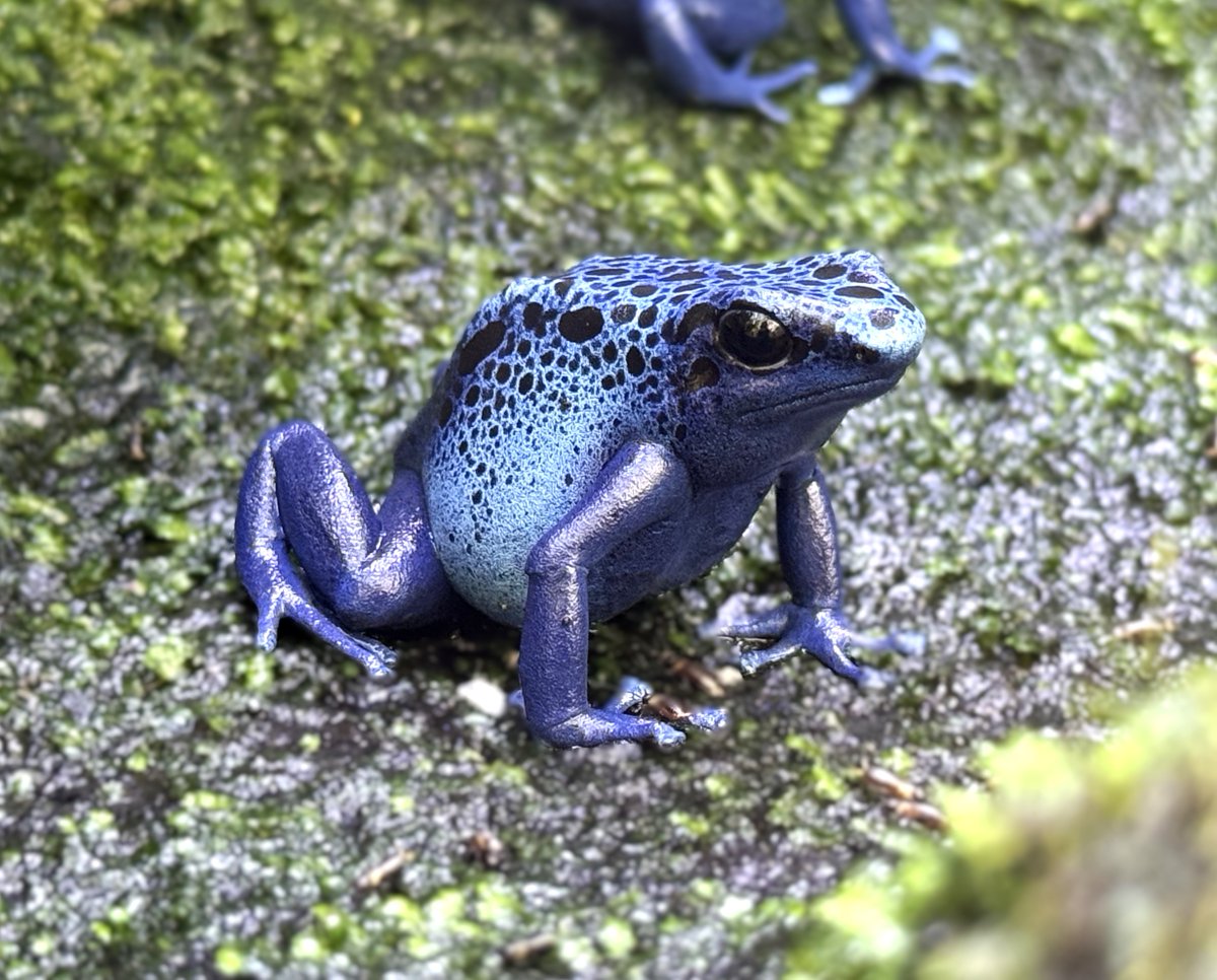 おはようございます。 上野動物園の開園をお知らせします。 #アイゾメ