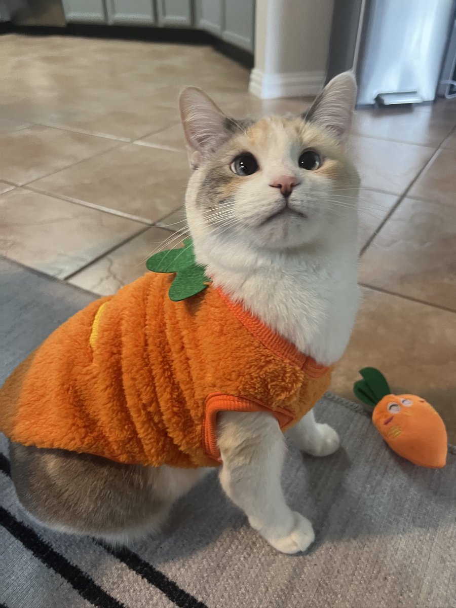 fatfatpankocat's tweet image. Carrot