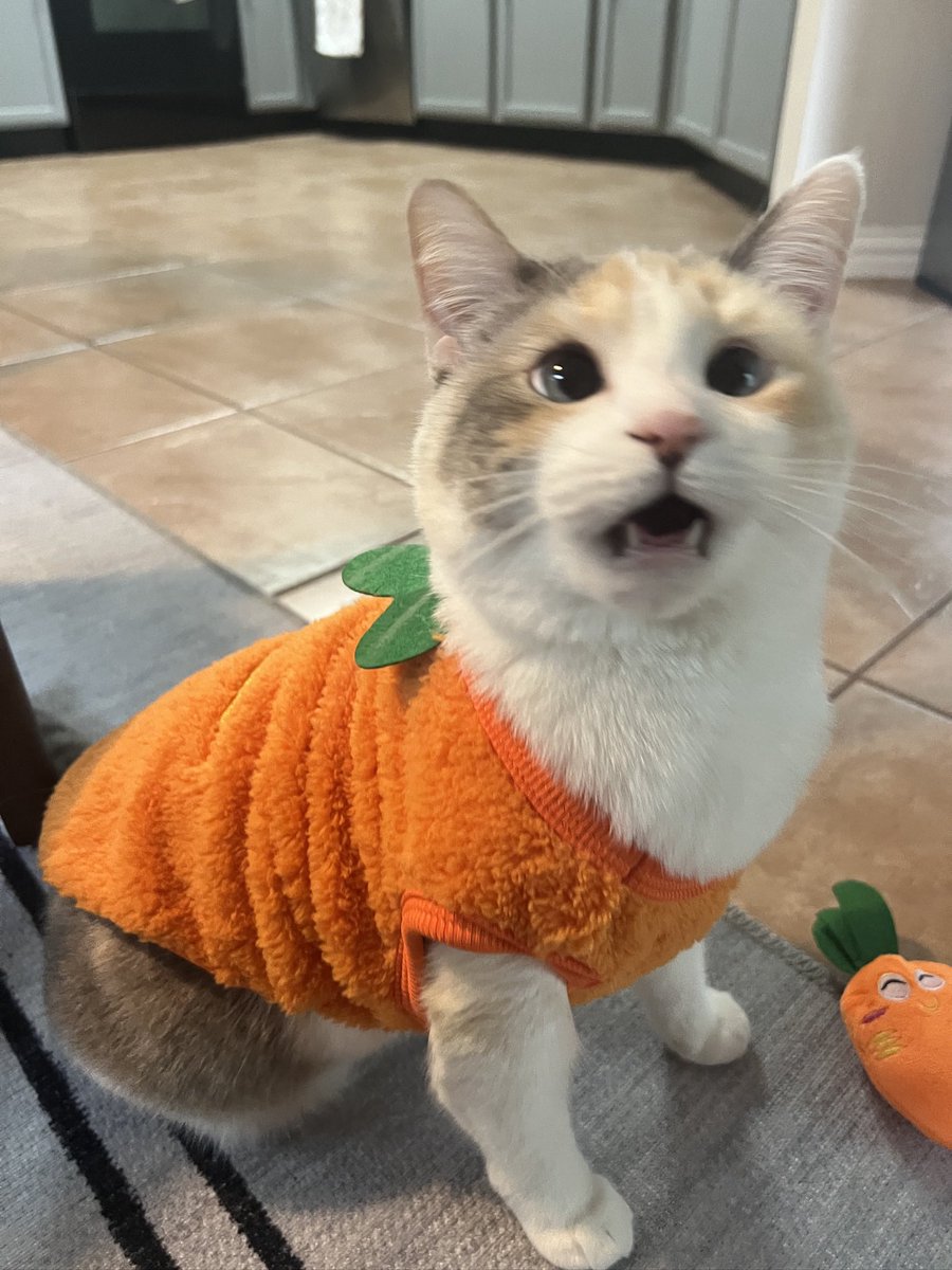 fatfatpankocat's tweet image. Carrot