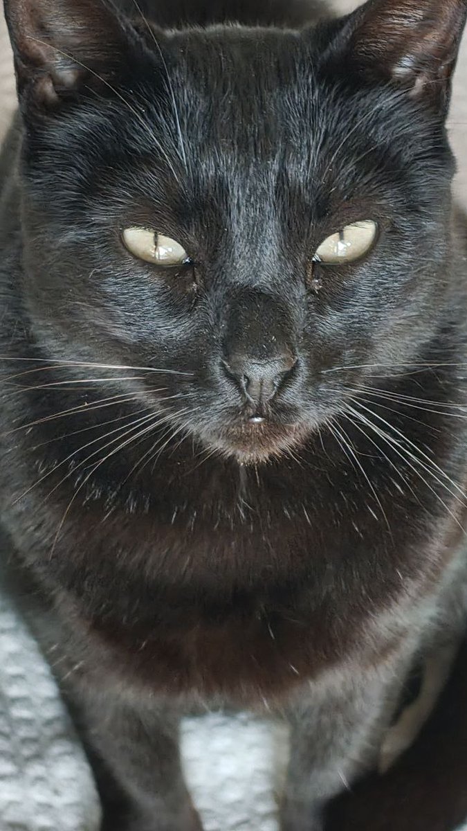 Gallelhoff's tweet image. Panterica #GATA #Negra perdida en #Murcia el viernes 30 de enero