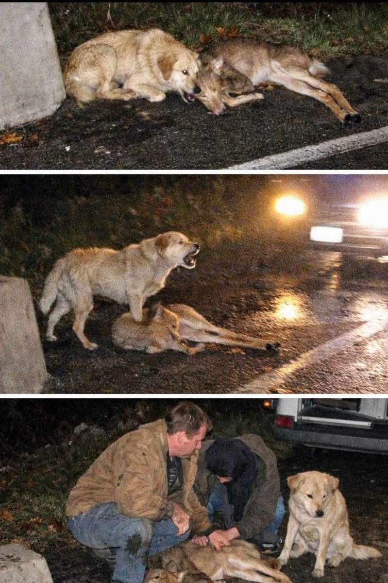 Mr PitBull tweet media