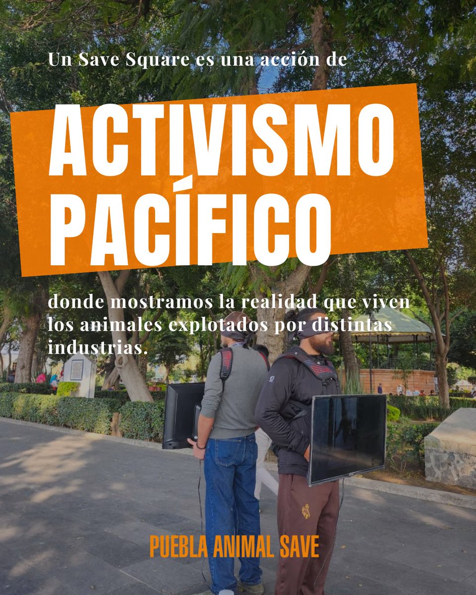 AnimalSavePUE's tweet photo. Un Save Square no busca imponer, sino invitar al cuestionamiento y la reflexión. 🧡

¿Qué pasa cuando lo invisible se vuelve visible? Conoce más sobre esta acción. ⬇️

#Antiespecismo #AnimalSave #PueblaVegana #Veganismo #Activismo https://t.co/RGoe0dKqCv