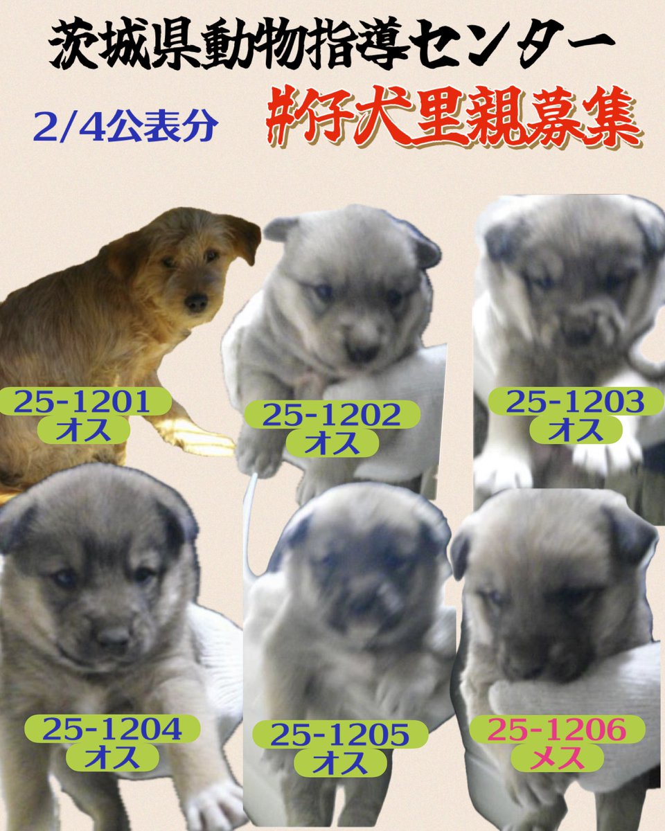 #仔犬が収容
🍀#子犬里親様募集
野犬の仔犬を応援してください🙏🏻
生後２～3ヶ月位
大切に育ててくださいませんか
保護仔犬を家族に迎えてください🍀
譲渡希望者様へ
🔹センターから直接一般の方へのお渡しは無し
🔹登録ボランティア経由で譲渡を受けてください

🆘子犬の収容情報
