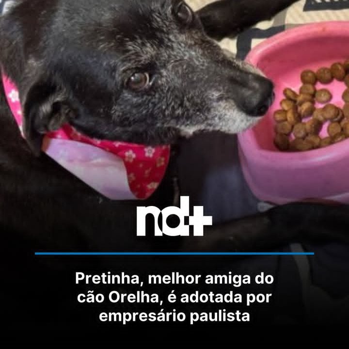 enf_intensiva's tweet image. A Pretinha, amiga inseparável do Orelha que escapou da morte por um milagre vai morar em São Paulo ❤️❤️