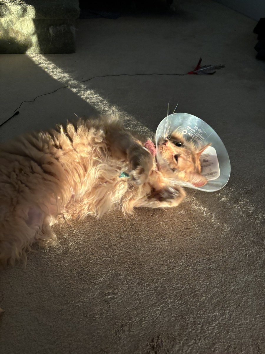 Rocco the Angel Cat (+Zeus!) tweet media