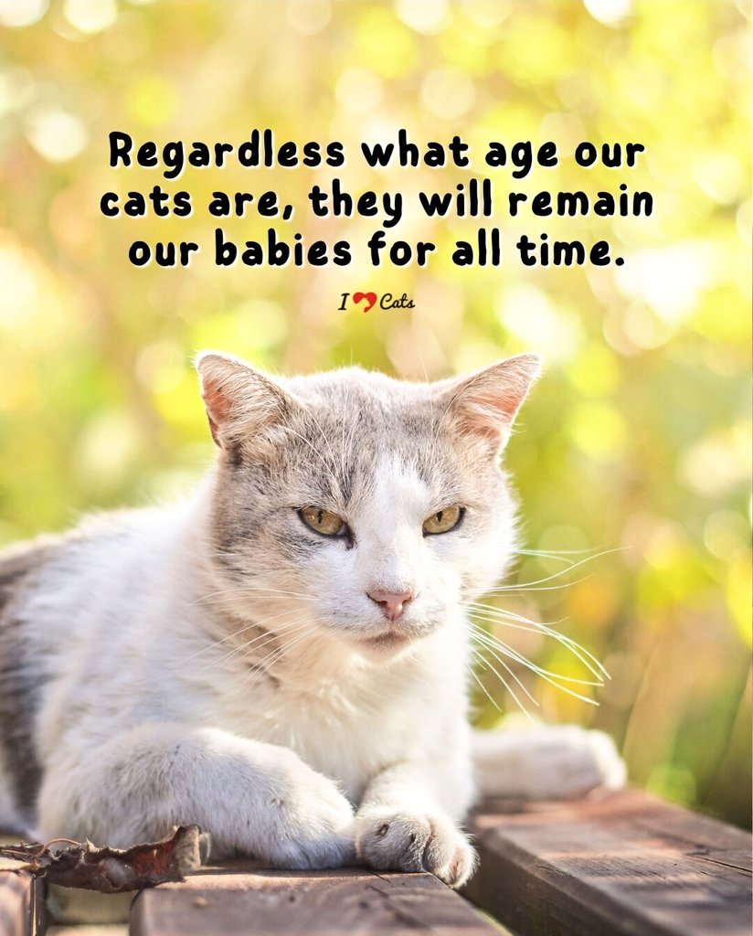 MeowMiya88's tweet image. 