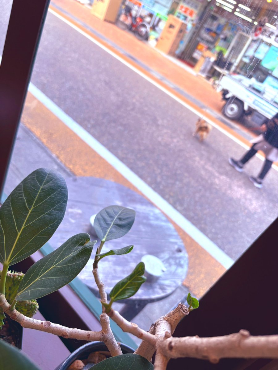 日々詩喫茶室☕️

本日の新芽です🌱
新芽から分かれてまた新芽🌱