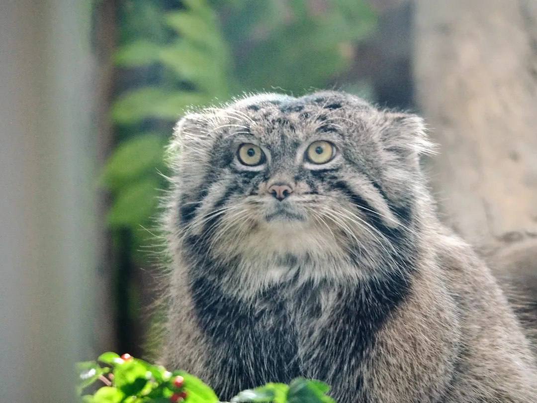Daily Manul tweet media