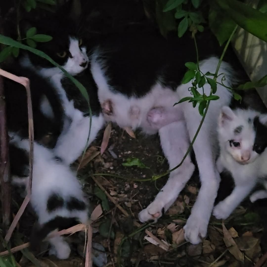 DeGatitos_'s tweet image. TRANSITO PARA MAMA CON BEBES EN VILLA MARTELLI!

Aparecio esta gatita en un jardin y en breve quien esta para cuidar que no la lastimen los perros se va. Urgente transito para ellos.
Eli  11 30657562

#TransitoParaGataMadre