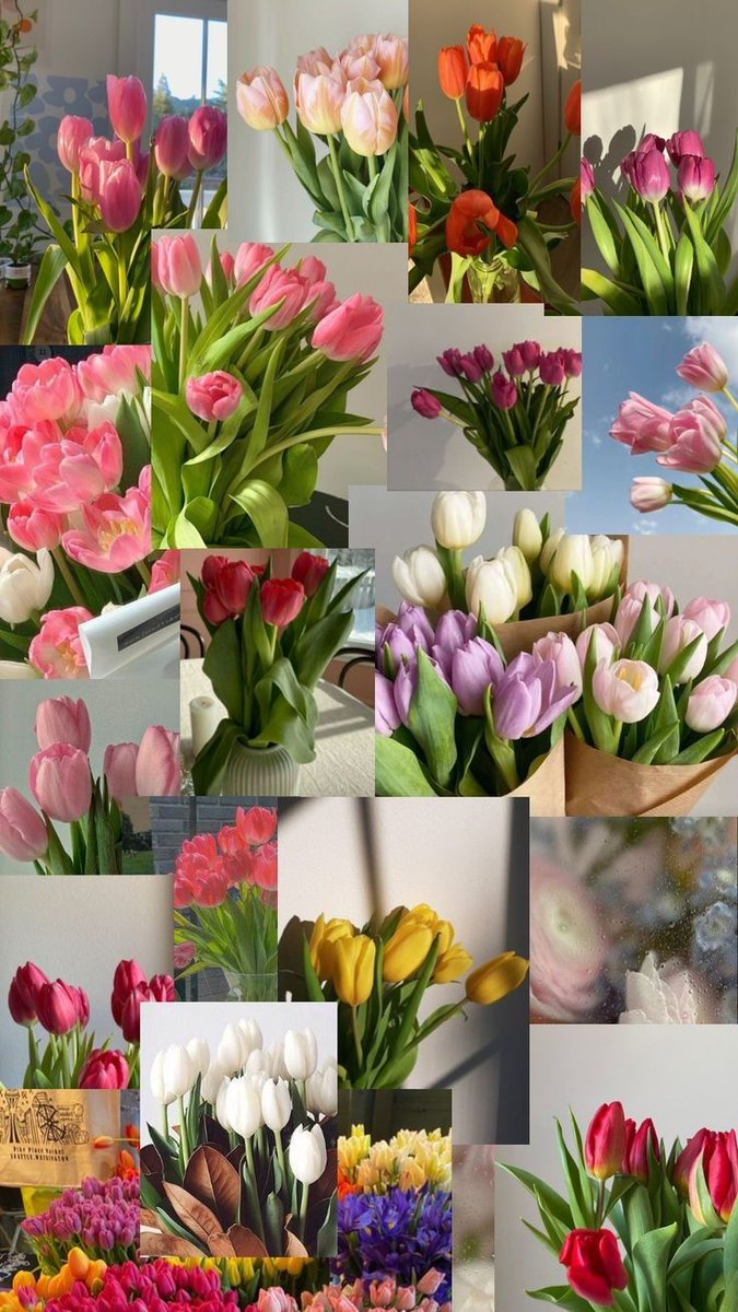 Tulips Library tweet media