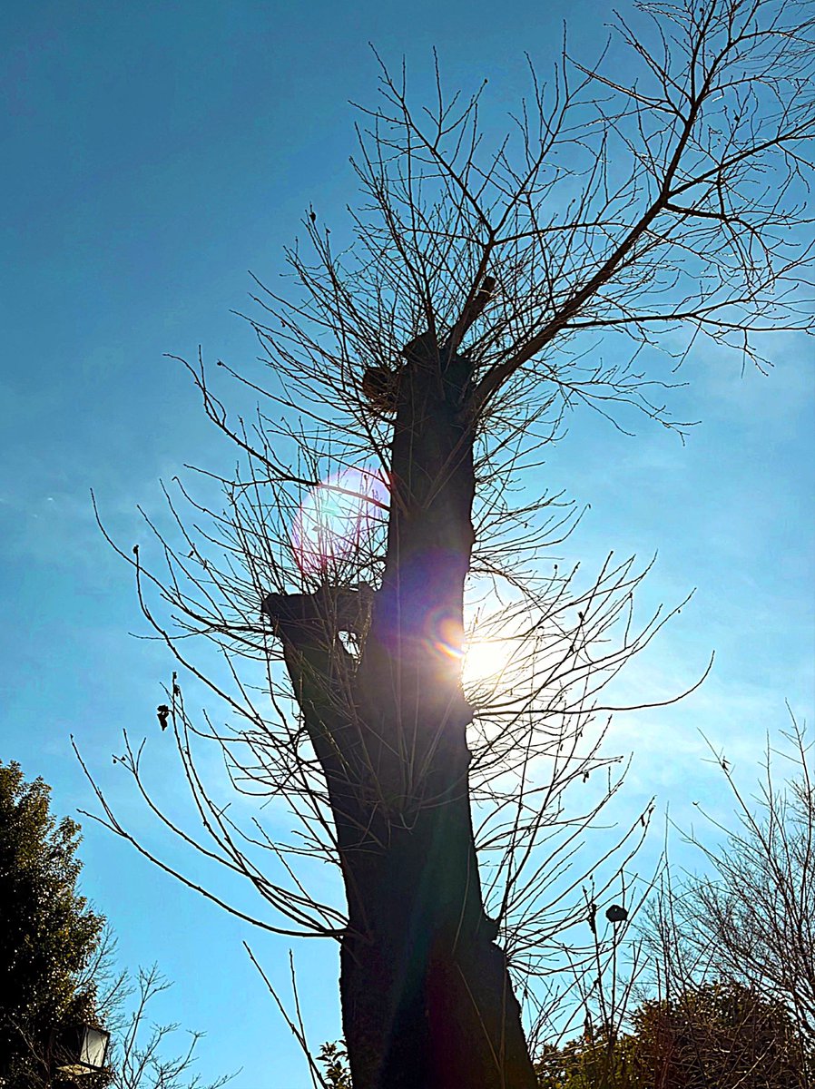 junbronson's tweet photo. 「Tree silhouette at kodaira green-road 」4,Feb,2026 #photography #daylife #kodaira #greenroad https://t.co/0UquSw1tpK