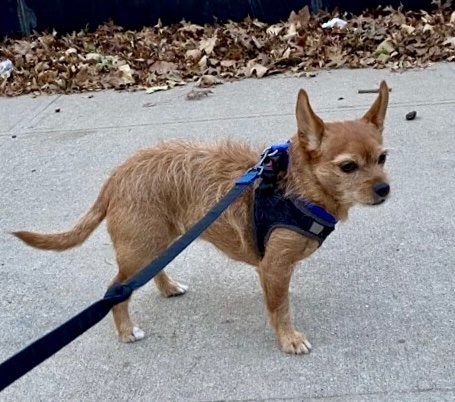 DAISY IS MISSING IN BROOKLYN: last seen at Madison and Throop. If you've seen or found her please go here: lostmydoggie.com/details.cfm?pe… and/or phone 877-818-0060 and PLEASE RT DAISY!