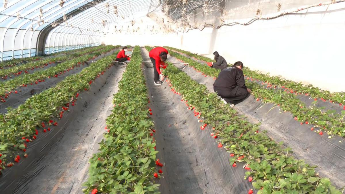 ExploreGansu's tweet photo. 👀Discover a #strawberry paradise in #Pingliang's Wangcun town, #Gansu. ☀️In the greenhouses, lush green vines are heavy with plump, vibrant strawberries🍓, with their sweet, refreshing aroma filling the air. 😋Come and join the picking-season fun! #GansuTravel https://t.co/qlHCpUh6aY