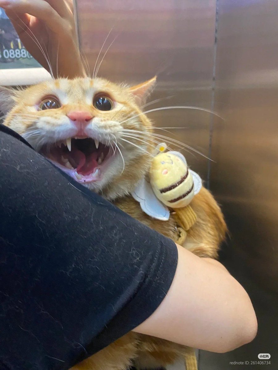 ShouldHaveCat's tweet image. 🐱: AAAAAAAAAAAA
🐱: 😶