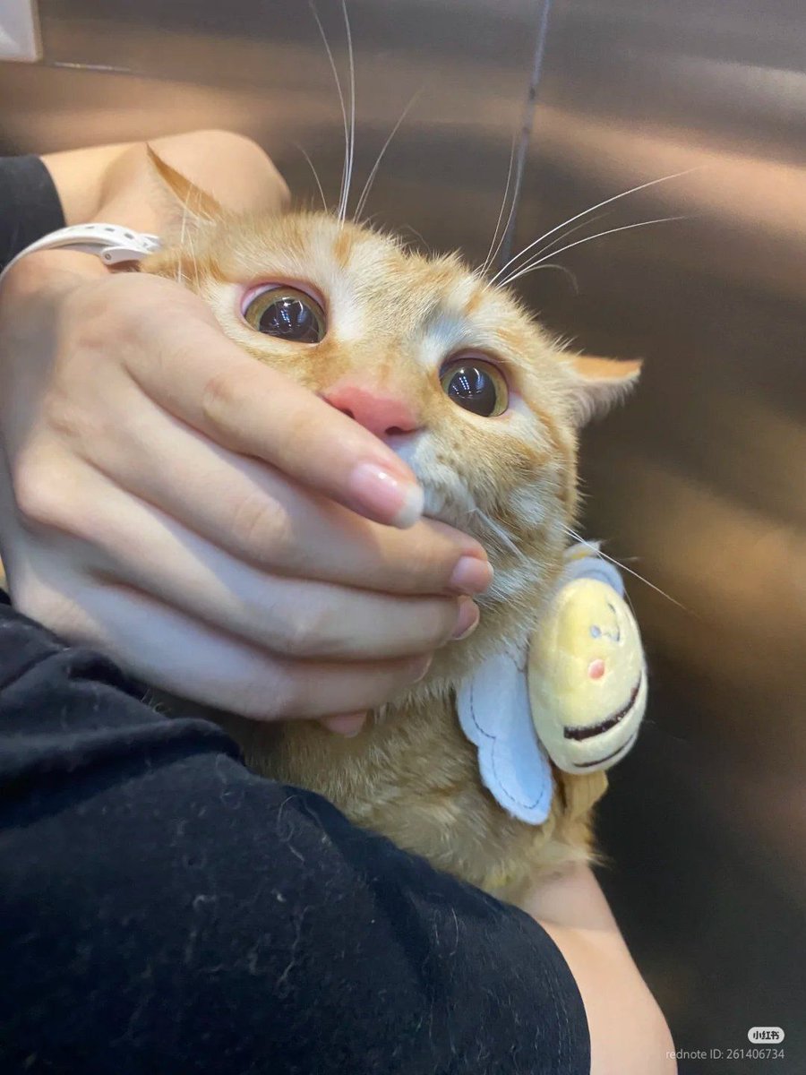 🐱: AAAAAAAAAAAA
🐱: 😶