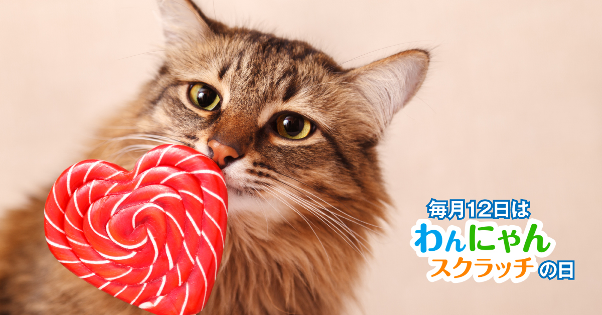 毎月12日は #わんにゃんスクラッチ の日 ＼ 気になるあの子を見つめる