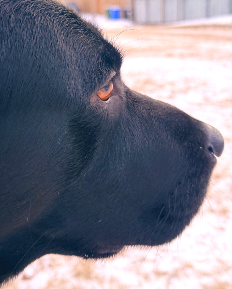 Jake72545474's tweet image. Jake would not look at me for a picture today. 
Jake…
Jake…
Hey Jake…
Over here…Jake…
Jake!!
#BlackLab #Retriever #Calgary e