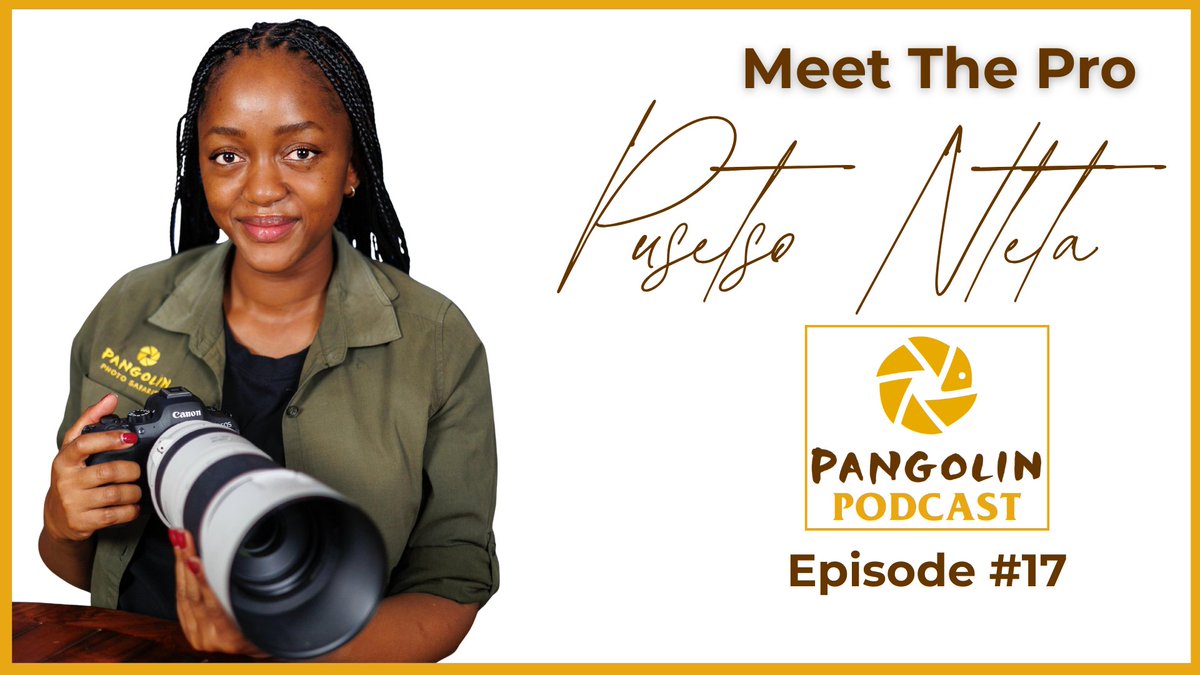 Pangolin Wildlife Photography tweet media