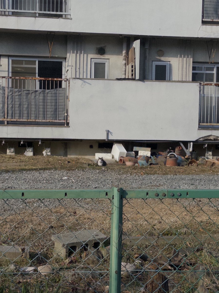 散歩します 散歩が好きなので tweet media