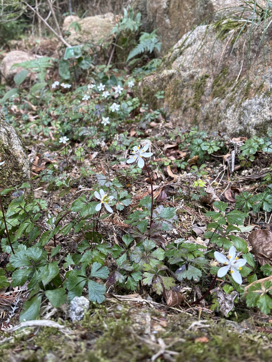 今日のバイカオウレン】 ふるさとの花園奥では30ほど開花が確認され
