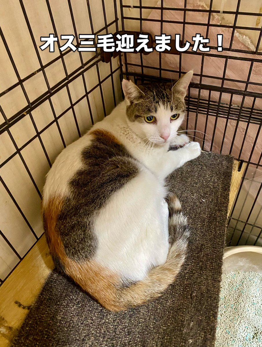 ボラさんが今入っているTNR現場で保護された推定昨年春生まれの猫