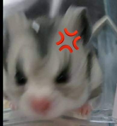 かわいすぎる🤦🏻‍♀️💢