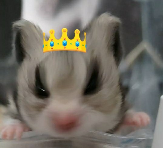 るなみん tweet media