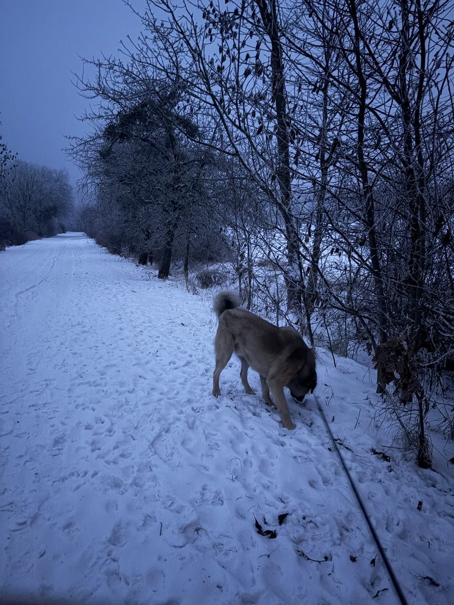 🙋‍♂️Guten Morgen liebe Freunde des Winters, heute ist vorm Matsch😅
Schönen DoTa😊