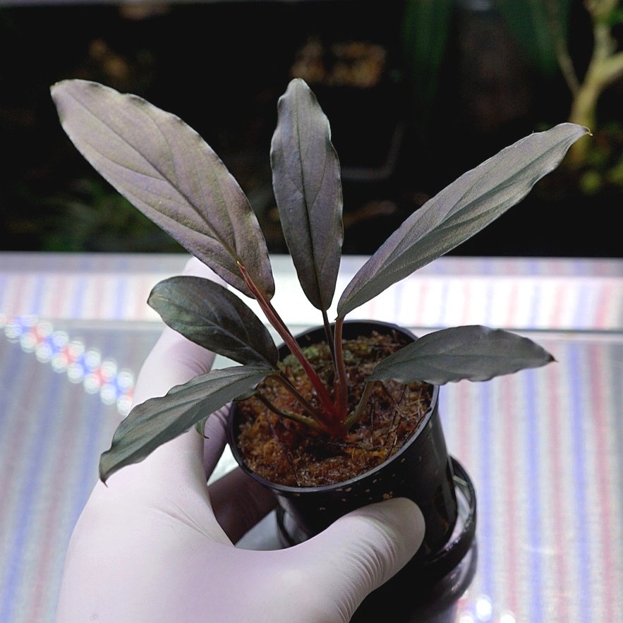 Homalomena ”TEMPER BLUE” ホマロメナ 【公式通販】