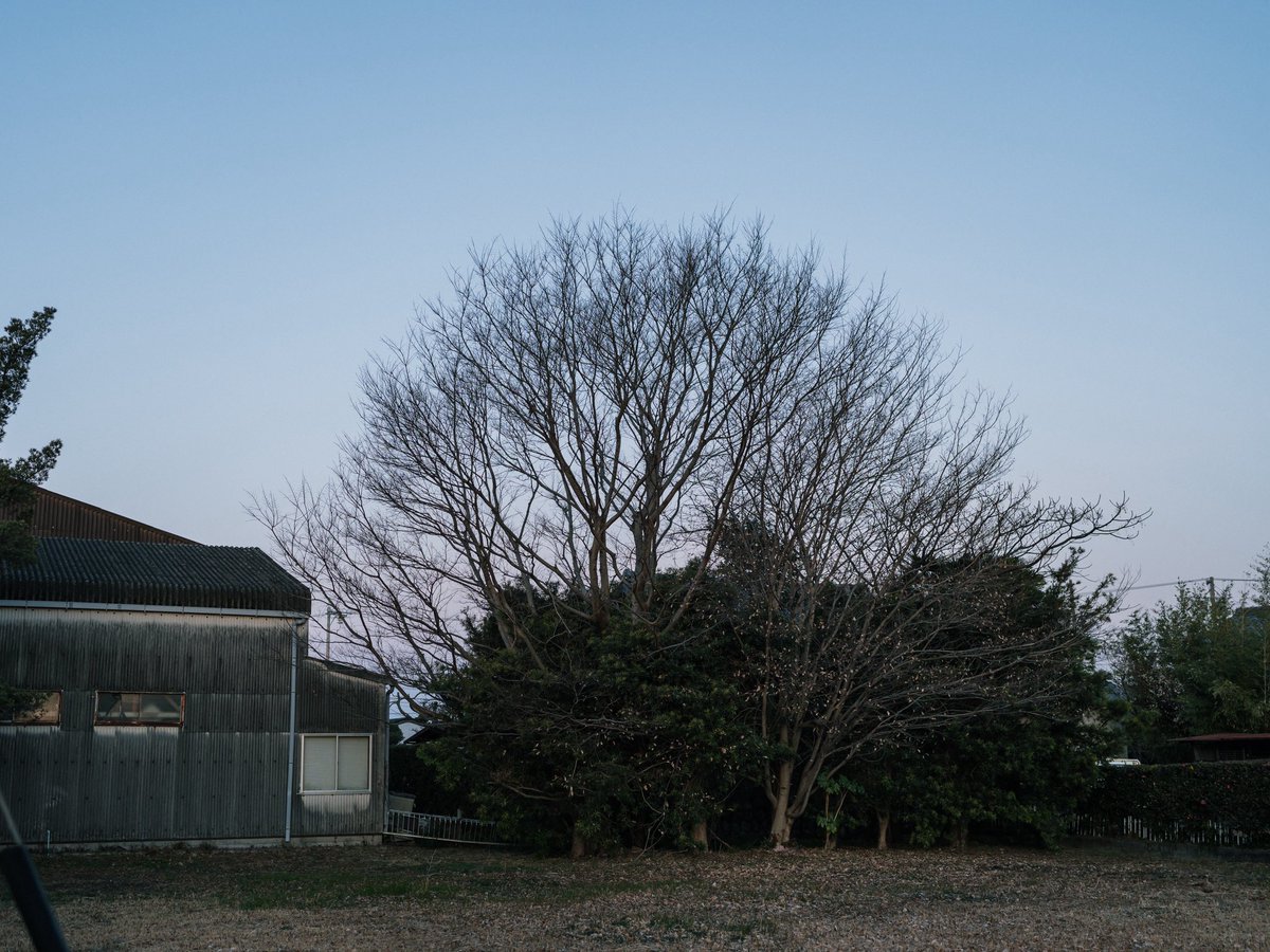 ironspring's tweet image. 今朝はうっすらと日が登り始めたぐらいの早朝に、家を出た。
朝早く、寒い日の朝にしか見れない景色や感情もあったりして、まさに『枯れ木に花咲くより、生木に花咲くに驚け』でした。
とても清々しく、いいなぁと思いながら写真撮っていたらバスに乗り遅れそうになりました。