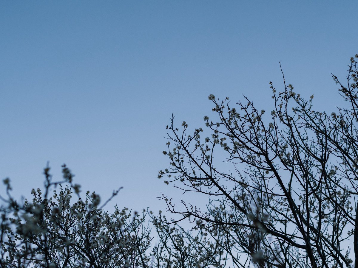 ironspring's tweet image. 今朝はうっすらと日が登り始めたぐらいの早朝に、家を出た。
朝早く、寒い日の朝にしか見れない景色や感情もあったりして、まさに『枯れ木に花咲くより、生木に花咲くに驚け』でした。
とても清々しく、いいなぁと思いながら写真撮っていたらバスに乗り遅れそうになりました。