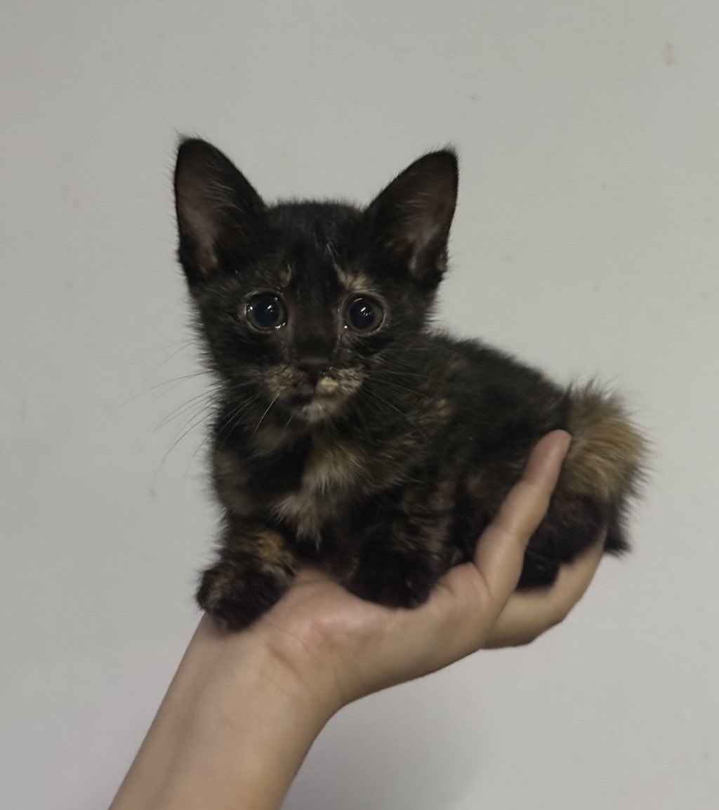 เป็นแมวจรก็หาบ้านยากแล้วเป็นแมวเปรอะหาบ้านยากกว่า มีแต่คนสนใจสองตัวหน้าน้องเปรอะไม่เป็นไรนะมาอยู่บ้านด้วยกันนี่แหละ น้องเปรอะตัวที่ 3 ของบ้าน 🥺🥺🥺