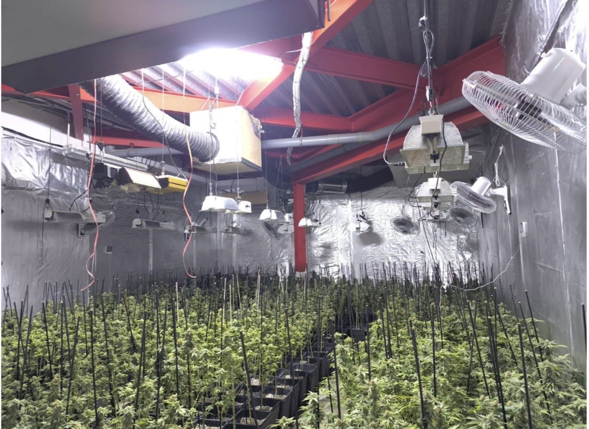 🏛️ Col·laborem en un desnonament judicial
🌿 Durant la intervenció, es detecta una plantació de marihuana
⛓️‍💥Dues persones detingudes a disposició de 🚓 <a href="/mossos/">Mossos</a> que segueixen la investigació.
📊 Recompte final: 700 plantes de marihuana 🌱