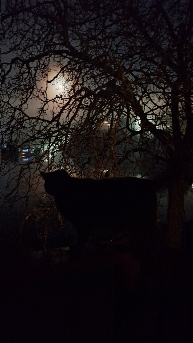 Foggy moonrise featuring Spaetzle.
