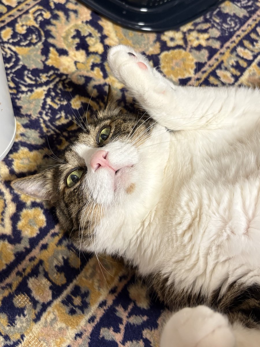 お疲れにゃ😽🐾いつもと変わらず😆この後もごゆっくり🫶✨ #猫好きさん