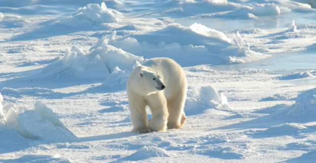 One of the primary reasons that scientists are against relocating polar bears to Antarctica is that they'd eat too many penguins.